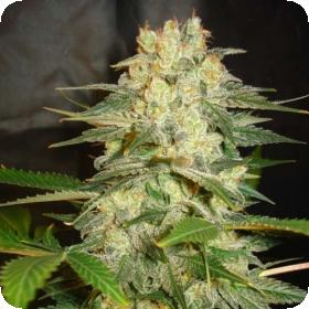 world of seeds afghan kush ryder 0