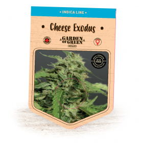 Cheese Exodus Feminised Seeds jpg