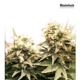 Masterkush Dutch Passion 039 0