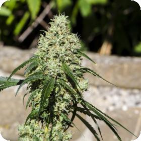 Nagual Feminised Seeds