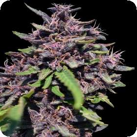 Panama x PCK Feminised Seeds