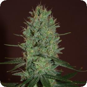 amnesia haze feminised seeds expert seeds 0
