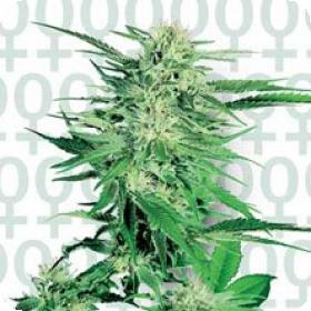 Big Bud Feminized 0