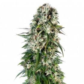 Big Bud Auto Feminized Seeds sensi Seeds 0