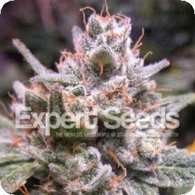 gorilla glue 4 auto feminised seeds expert seeds 0