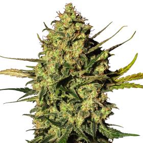 master kush autoflowering jpg