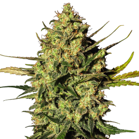 master kush auto bloom jpg
