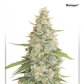 Meringue Feminized Seeds Dutch Passion 0