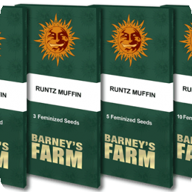runtz muffin pack 1 seed 1