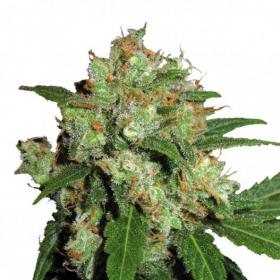 uk cheesy express auto feminised seeds phoenix seeds 0