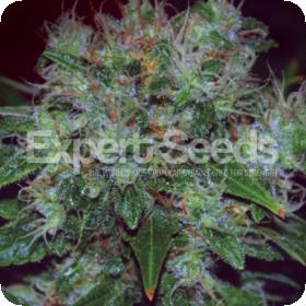 Blue Cheese Auto Feminised Seeds jpg