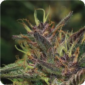 Blueberry Muffin Feminised Seeds