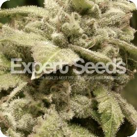 Gorilla White Widow Feminised Seeds jpg