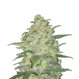 Original White Widow auto jpg