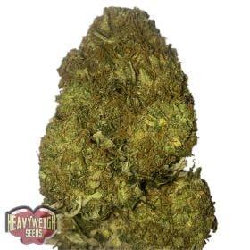 Skunky Monkey Auto jpg