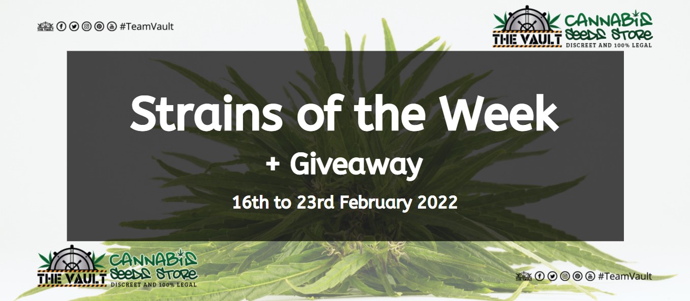 Strains of the Week Giveaway – 16th to 23rd February 2022 1