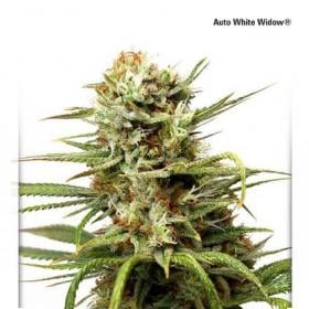 White Widow Auto Feminised Seeds jpeg