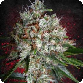 big bud xxl feminized ministry of cannabis 0