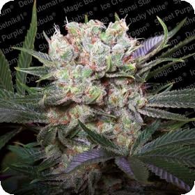 californian gold feminised seeds paradise seeds 0