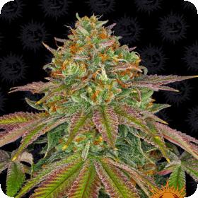 Wedding Cake Feminised Seeds by Barney's Farm