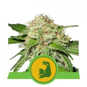 HulkBerry Auto Feminized Seeds from Royal Queen Seeds