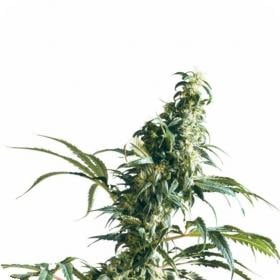 mexican sativa feminised seeds sensi seeds 0 1