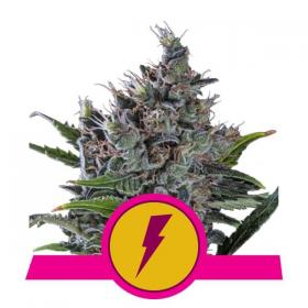 north thunderfuck feminised seeds royal queen seeds 0