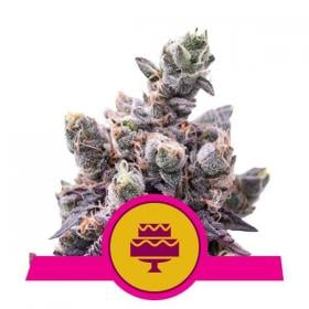 wedding gelato feminised seeds royal queen seeds 0