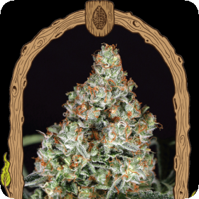 zkittalicious feminised seeds exotic seeds 0