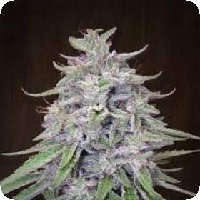 Ace Seeds Banghai Haze Regular Seeds