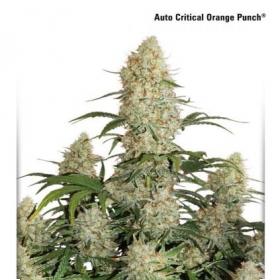 Auto Critical Orange Punch Feminised Seeds Dutch Passion 1