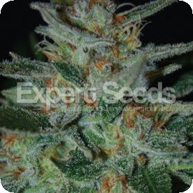 Blue Cheese Feminised Seeds jpg 1