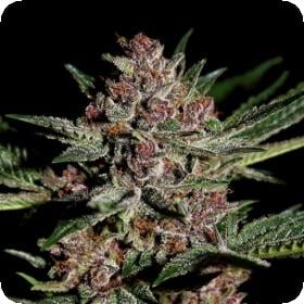 Bubba Kush Feminised Greenhouse 0