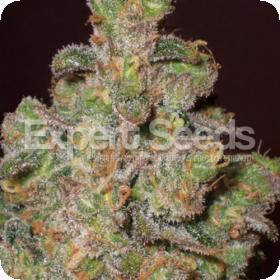 cheese feminized seeds jpg