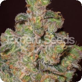 Cheese Feminised Seeds jpg