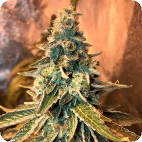 Chem OG Feminised Seeds Female Seeds