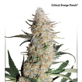 Key Orange Punch Feminized Seed Dutch Passion 1 1