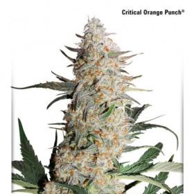 Critical Orange Punch Feminised Seeds Dutch Passion 1