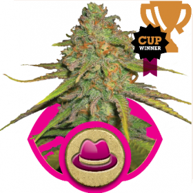OG Kush Feminised Seeds jpg