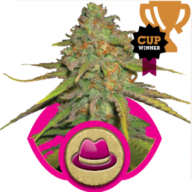 O G Kush Feminised Seeds jpg