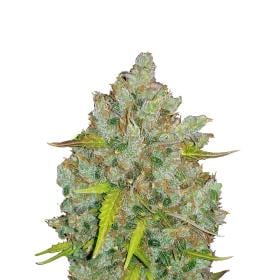 Original BubbleGum Auto jpg