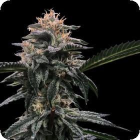 banana sorbet feminised seeds sorbet collection dna genetics 0