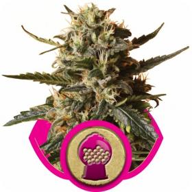 bubblegum xl feminised seeds royal queen seeds 0