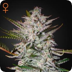 Holy Fist Feminized Seeds Greenhouse Seed Company