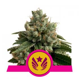 legendary punch feminised seeds royal queen seeds 0
