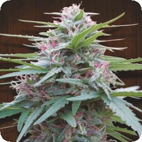 panama Fem ace seeds 0