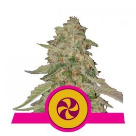 sweet zkittlez feminised seeds royal queen seeds 0