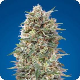 Auto California Kush Feminized Seeds 0