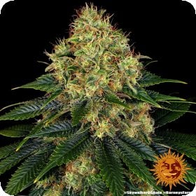 BF Skywalker OG Auto