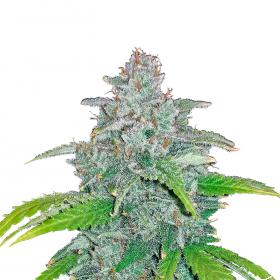 Blue Dream A'matic 2 3